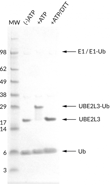 UbcH7 [UBE2L3] (human) (rec.) (untagged)