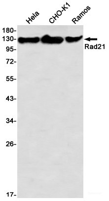 Anti-Recombinant Rad21, clone R03-5I0