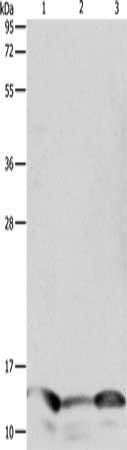 Anti-PFN1