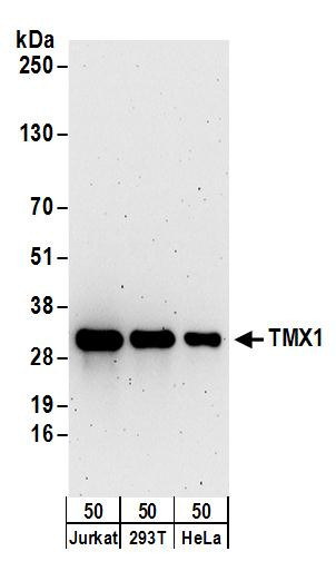 Anti-TMX1