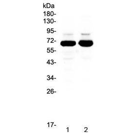 Anti-SF1 / Splicing factor 1