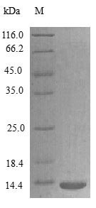Lymphotactin protein (Xcl1) (Active), rat, recombinant