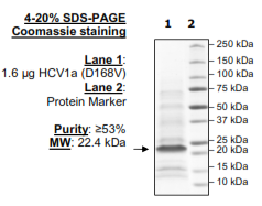HCV1a (D168V), FLAG-His-tag