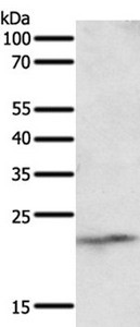 Anti-NEUROG3