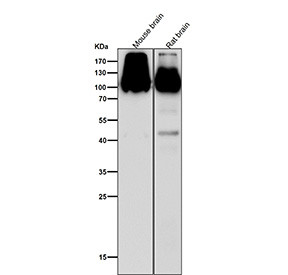 Anti-GluR2 / GluR3, clone 18G36