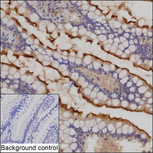 Anti-INPP1 (recombinant antibody)