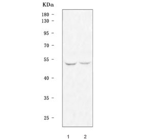 Anti-TFDP2 / Transcription factor Dp-2