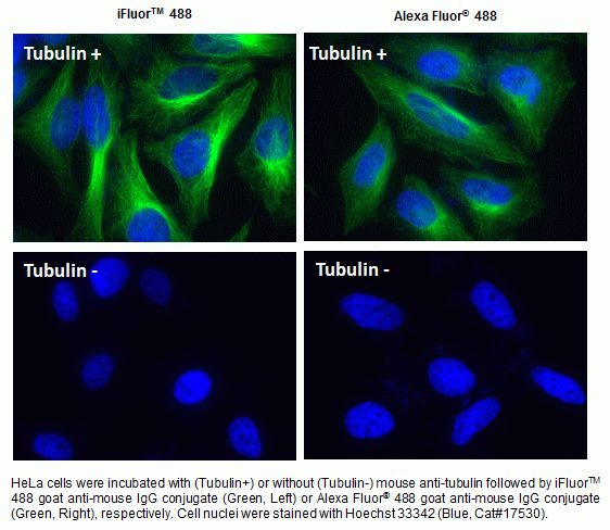 iFluor(TM) 488 goat anti-mouse IgG (H+L) *Cross Adsorbed*