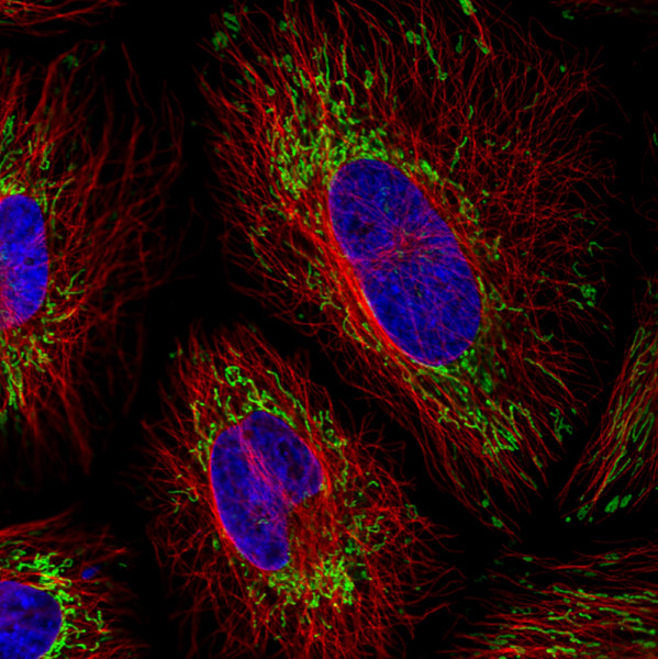 Anti-TUFM, clone CL2245