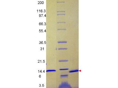 Monocyte Chemotactic Protein-1 (CCL2), human recombinant (rHuMCP-1)