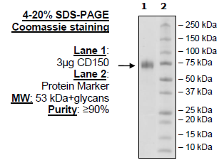 CD150, Fc Fusion (IgG1), Biotin Labeled (Human)