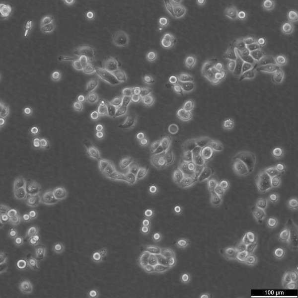 JIMT-1 Cells