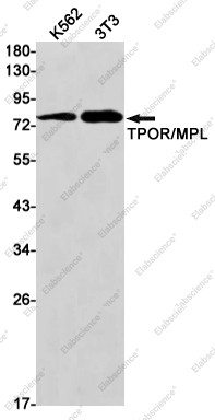 Anti-Recombinant Thrombopoietin Receptor, clone C133153