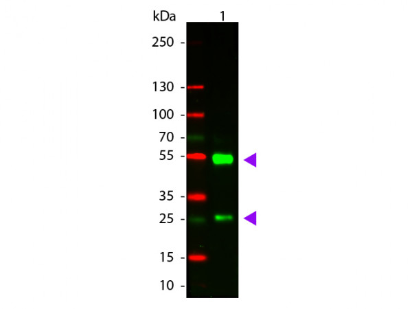 Anti-Goat IgG (H&amp;L) [Donkey] Cy3 conjugated