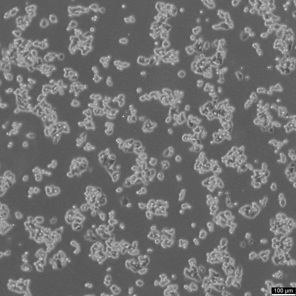 SW48 Cells
