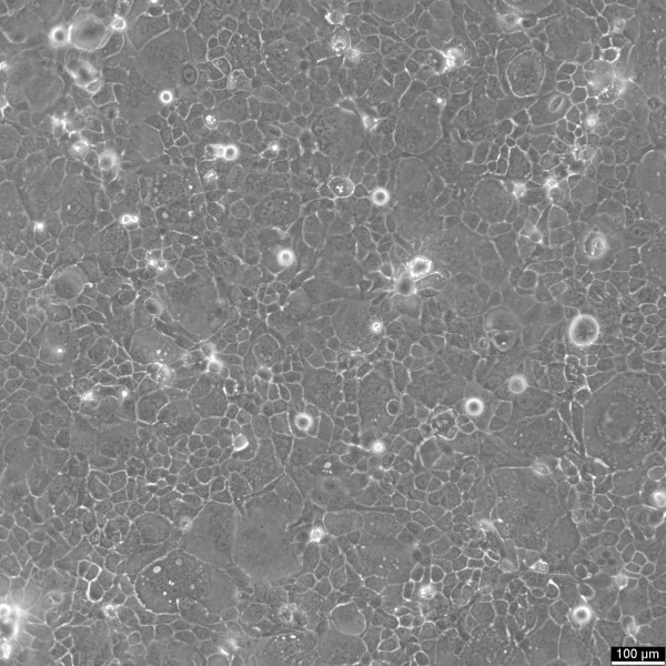 SCC-4 Cells