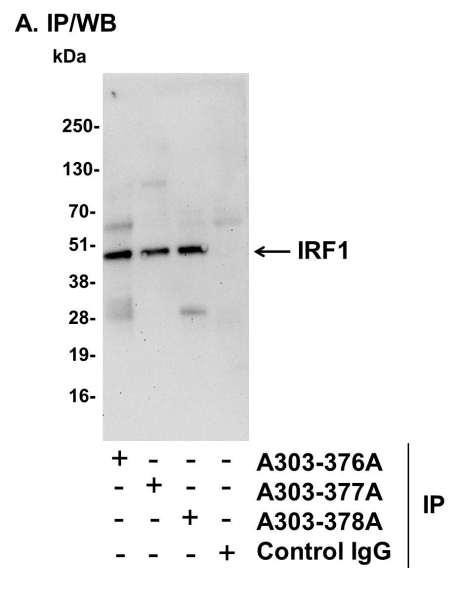 Anti-IRF1