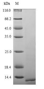 Parathyroid hormone (PTH), swine, recombinant