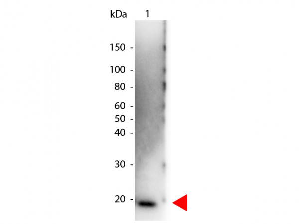 Anti-Interleukin-6 (IL-6), Peroxidase conjugated