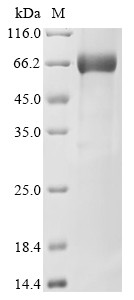 Kallikrein-9 (KLK9), human, recombinant