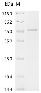 Mimecan (Ogn), recombinant mouse
