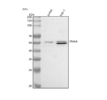 Anti-IRAK4 / Interleukin-1 receptor-associated kinase 4
