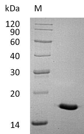 Interleukin-17A (IL17A) (Active), human, recombinant
