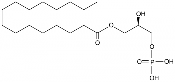 1-Palmitoyl-2-hydroxy-sn-glycero-3-PA