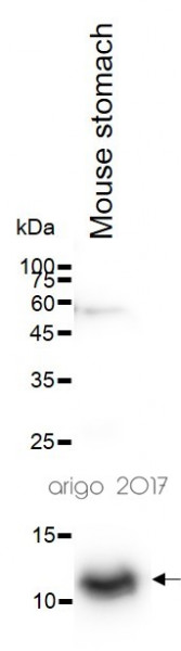 Anti-Cytochrome C, clone 7H8.2C12