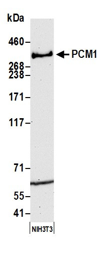 Anti-PCM1