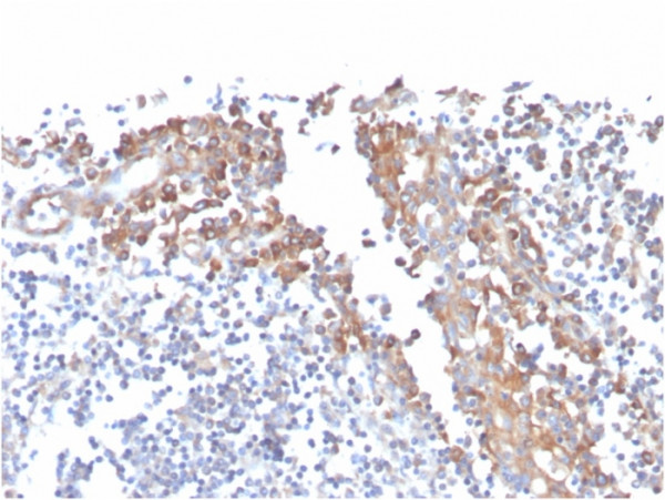 Anti-CD80 (B7-1), clone C80/3544