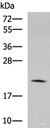 Anti-MARCKSL1