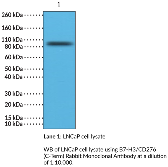 Anti-B7-H3/CD276 (C-Term) Rabbit Monoclonal Antibody (Clone RM335)