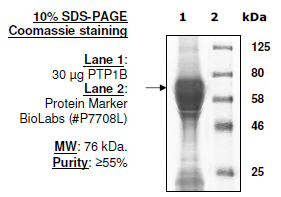 PTP1B full length, active human recombinant protein