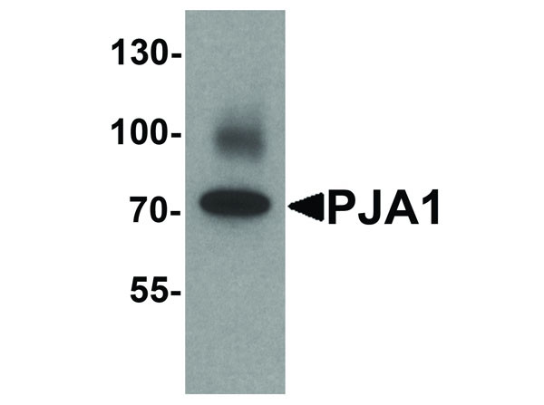 Anti-PJA1