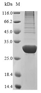 Angiopoietin-like protein 8 (ANGPTL8), human, recombinant