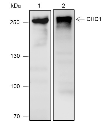 Anti-Recombinant CHD1, clone A646