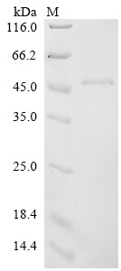 Probable threonine protease PRSS50 (PRSS50), human, recombinant