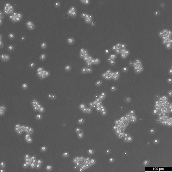 M-07e Cells
