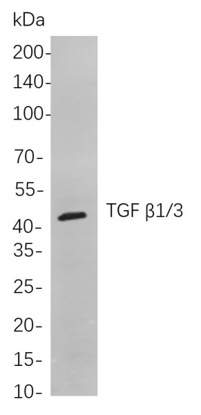 Anti-Recombinant TGF beta1/3, clone 7A10