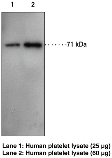 Anti-Prostaglandin Transporter (C-Term)
