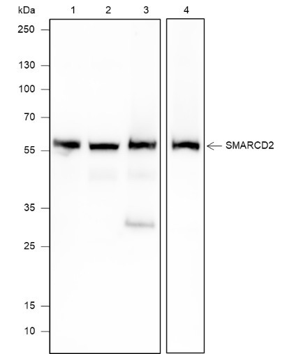 Anti-Recombinant SMARCD2, clone A620