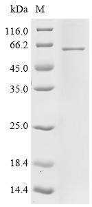 Matrix metalloproteinase-25 (MMP25), human, recombinant