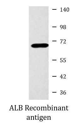 Anti-Human Serum Albumin, clone 1A8-C5-B4