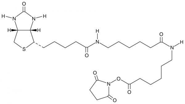 Biotin-LC-LC-NHS