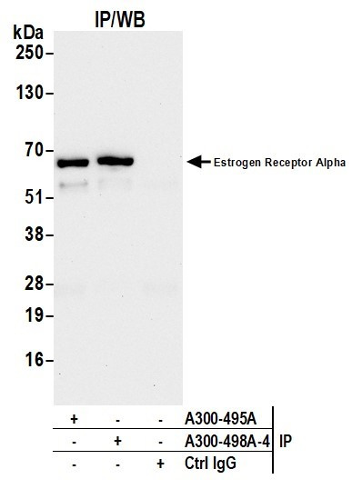 Anti-Estrogen Receptor Alpha