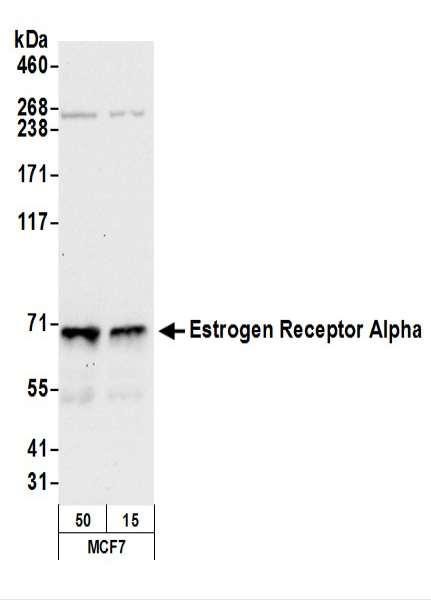 Anti-Estrogen Receptor Alpha