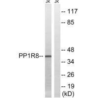 Anti-PPP1R8