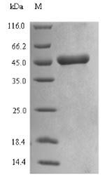 Alpha/beta-gliadin MM1, Triticum aestivum, recombinant