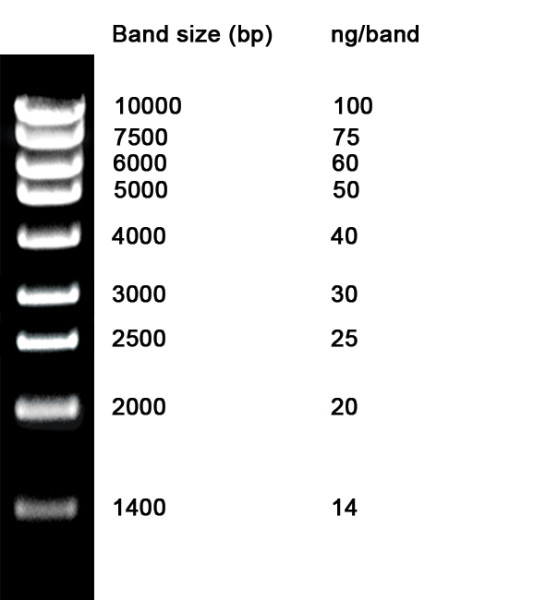 NZYDNA Ladder II, 1400-10000 bp
